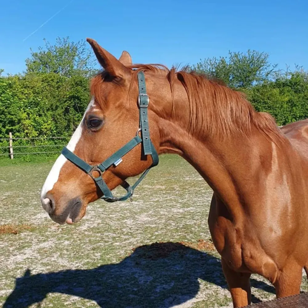 pres_equitation