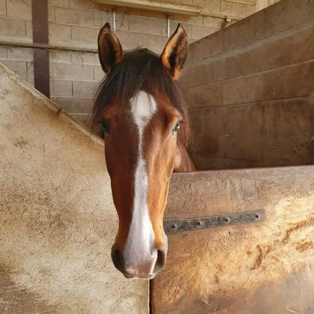 box_equitation