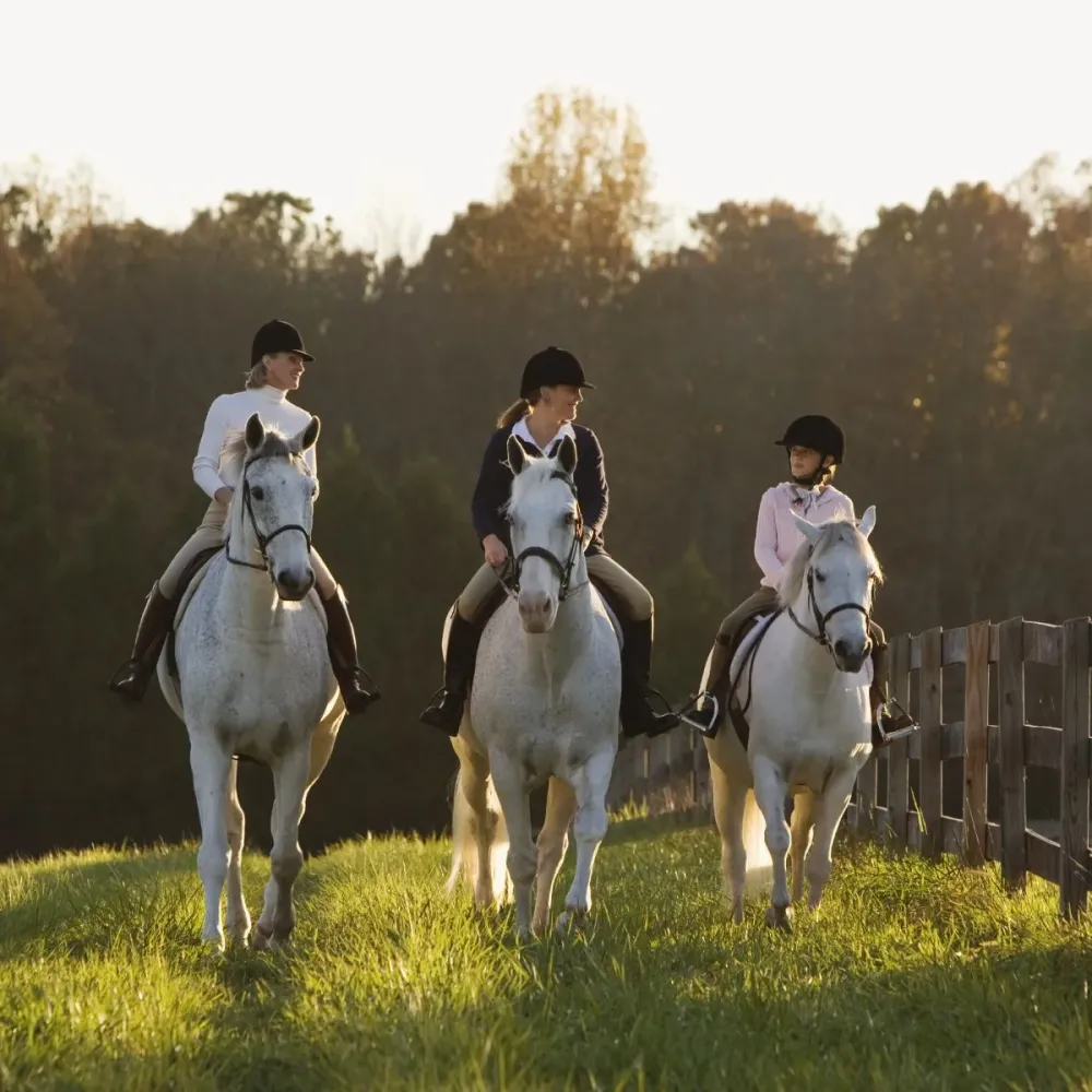 Cours d'équitation adultes près de Bétheny