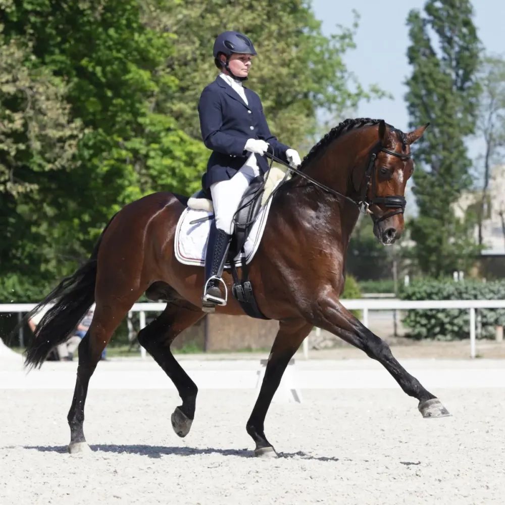 Cours de dressage près de Bétheny