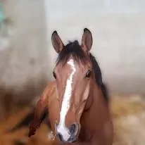 92428746_1056196368088733_2654034109524869120_n