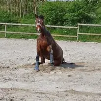 95144411_1075754006132969_5269170727474429952_n - Copie